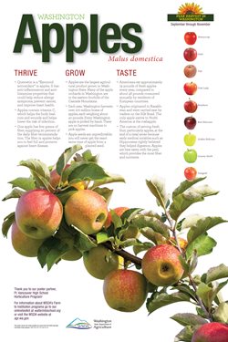 WA Harvest Apple Poster
