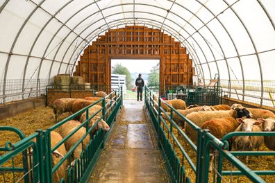 Sheep in hoop house.