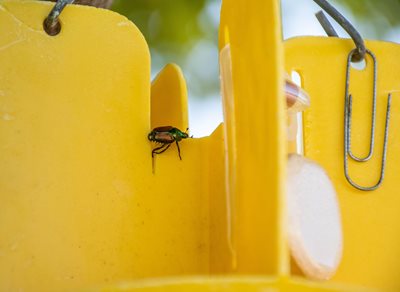 Japanese beetle on a trap