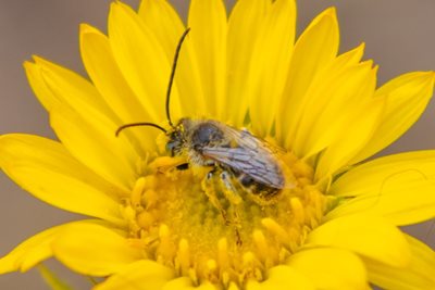 longhorn bee on yellow flower