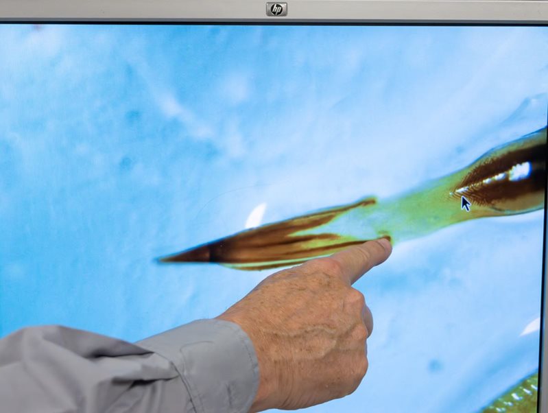 Finger pointing at fruit fly ovipositor on computer monitor
