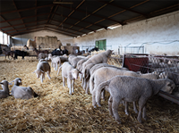 Sheep in a barn