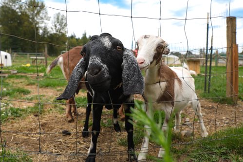 Two goats look through wire fence.