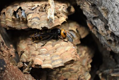 Queen Asian giant hornet on hornet nest