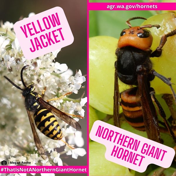 yellow jacket and northern giant hornet