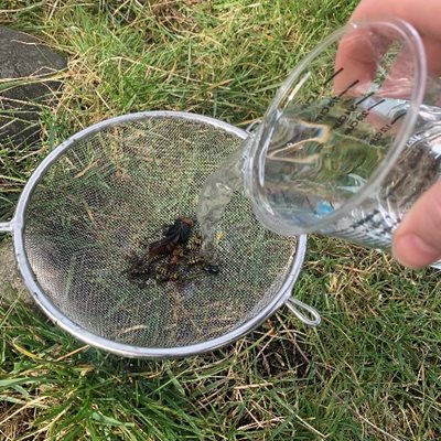 rinsing trap collection with strainer and water