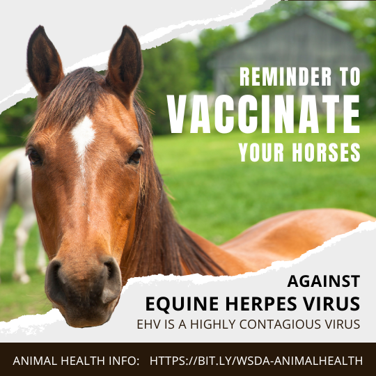 Horse virus deals