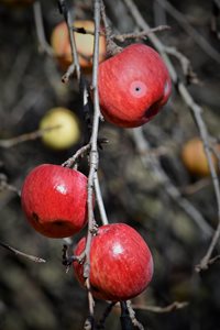 Infested apples.