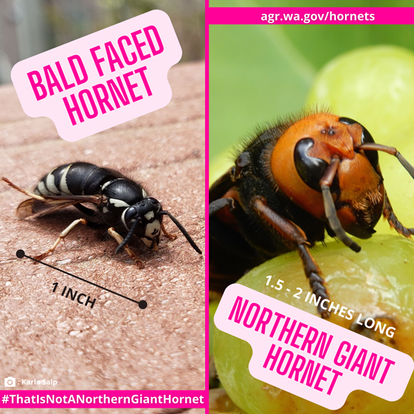 bald faced hornet and asian giant hornet