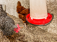 Chickens drinking out of a heated waterer