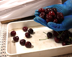 Gloved hands holding cherries during an inspection.