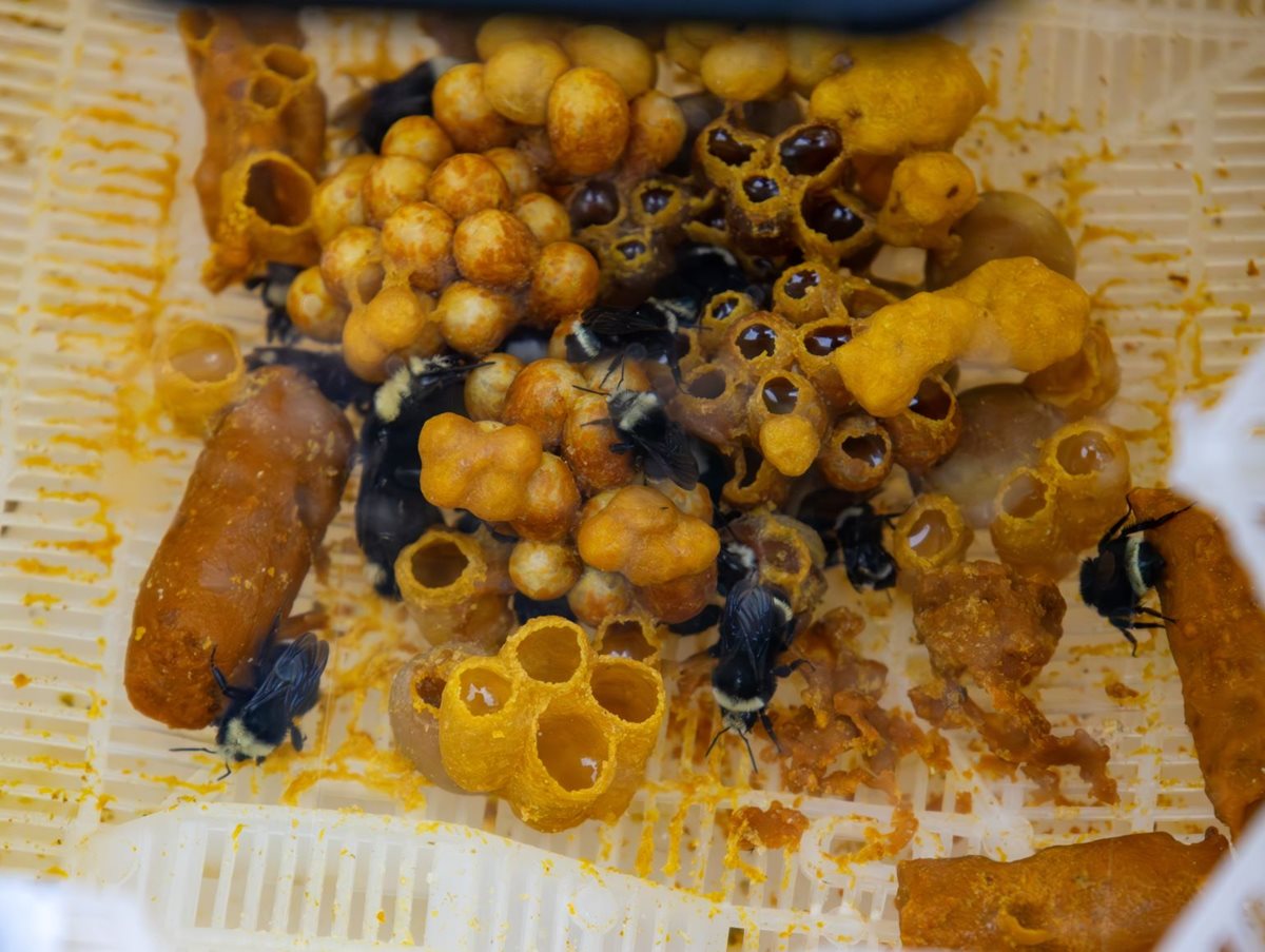 bumble bee colony