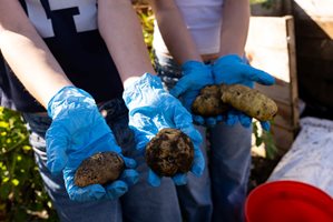 Children hold potatoes.
