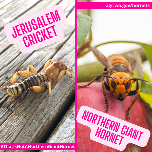 jerusalem cricket and asian giant hornet comparision