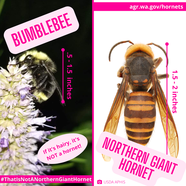 bumblebee next to Asian giant hornet