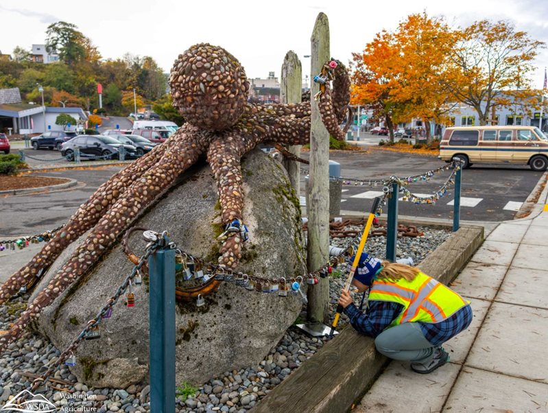 woman examines octopus artwork for spongy moth egg masses