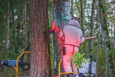 WSDA bangs on tree with a board to rouse the hornets