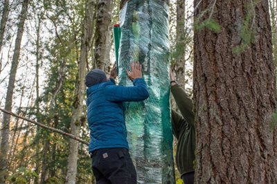 Final sealing of the tree with cellophane