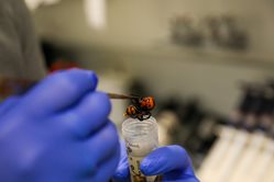 WSDA scientist places insect into a plastic tube.