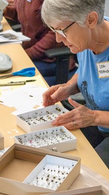 woman looks at pinned bees in boxes