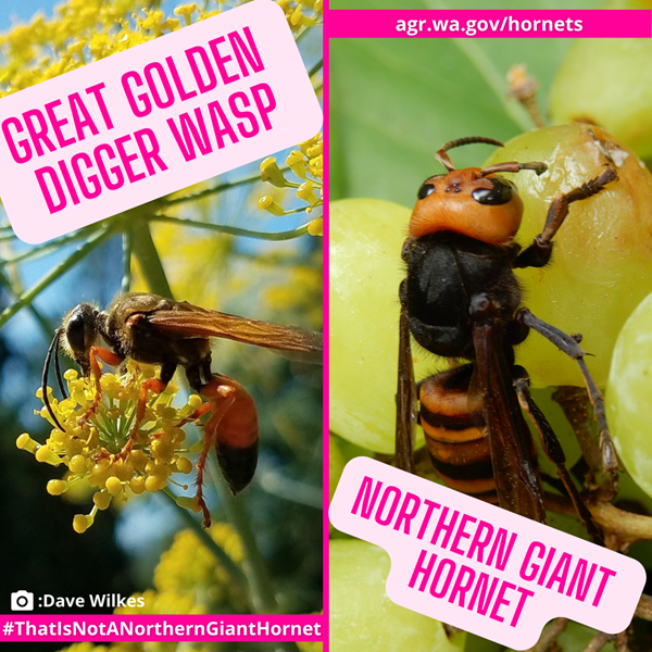 great golden digger wasp and asian giant hornet