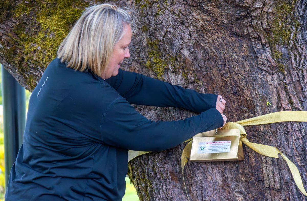 Tracy Shirek hangs golden trap