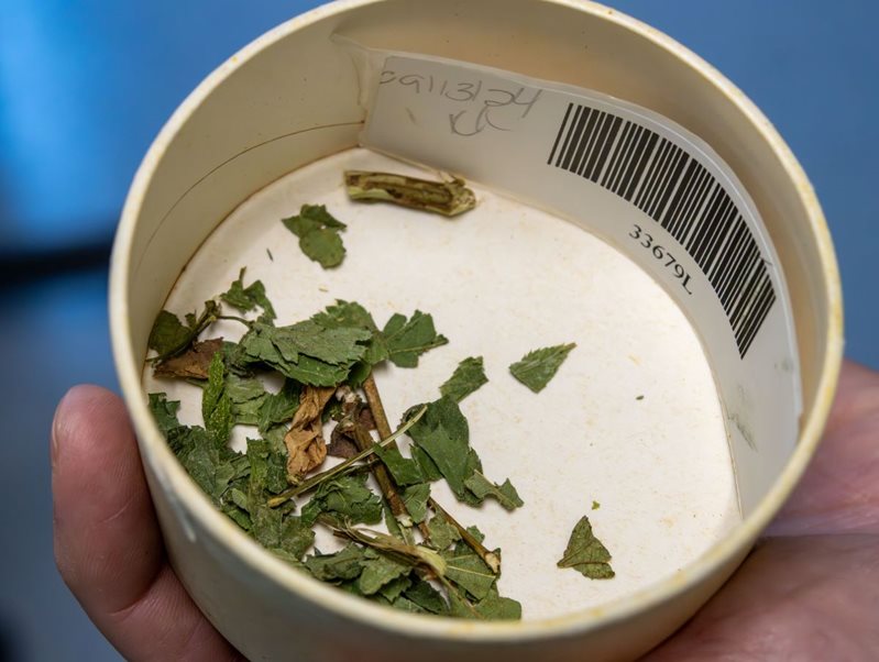 cup with leaf and stem bits