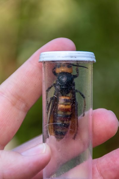 Asian giant hornet queen in vial