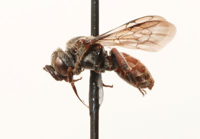 Biastes fulviventris