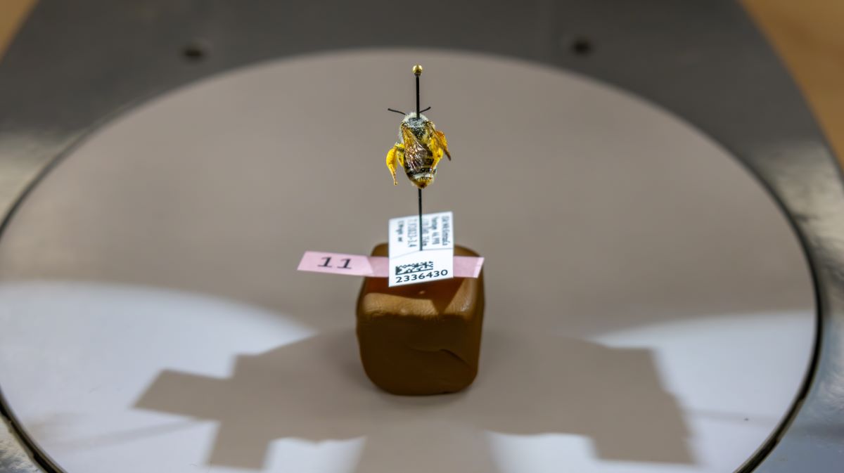 bee on a pin under a microscope