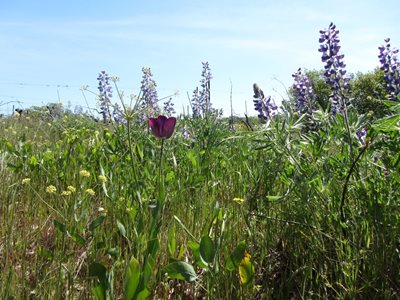 pollinator habitat