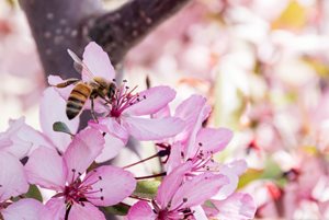 bee on tree blossom