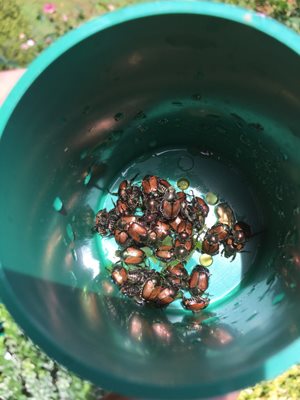 Japanese beetle