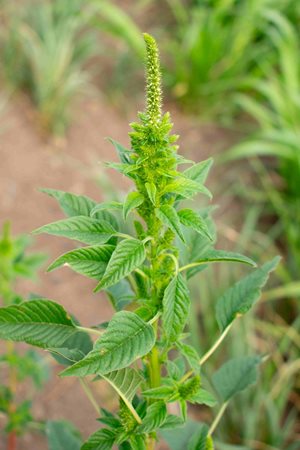 Palmer amaranth