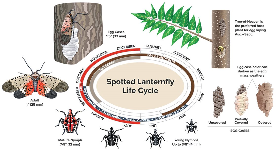 descriptive life cycle of spotted lanternfly. Please use the link below to download an accessible pdf.