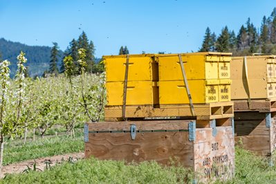 Fruit trees and bee hives.