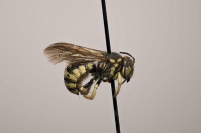 Dianthidium singvioure