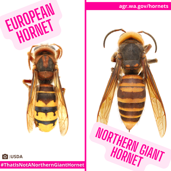 european hornet vs asian giant hornet