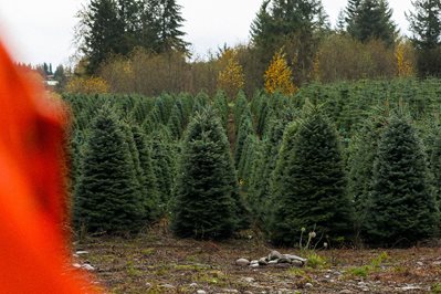 Rows of Christmas trees growing.