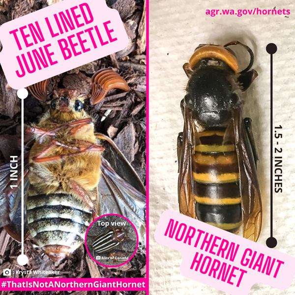 ten lined june beetle and asian giant hornet
