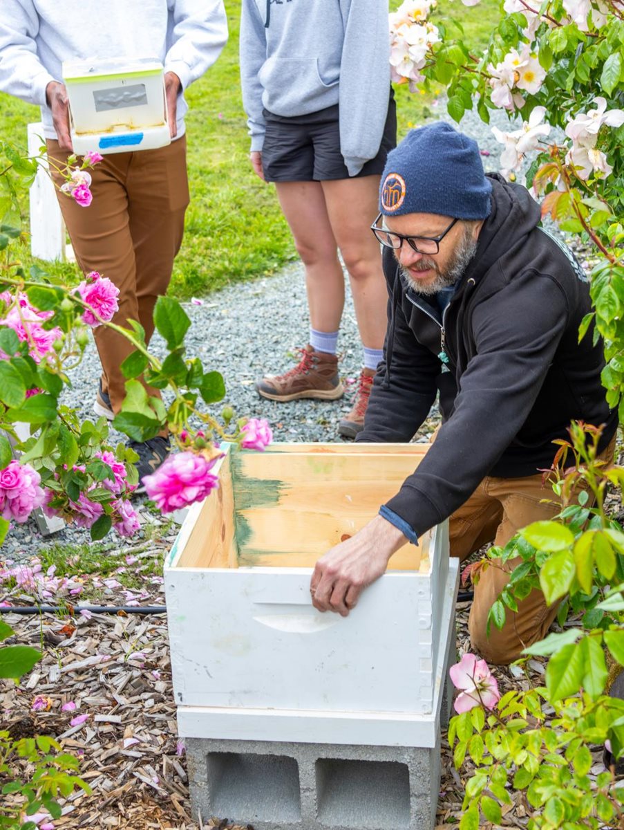 Chris Looney sets up hive box to house the bumble bee colony