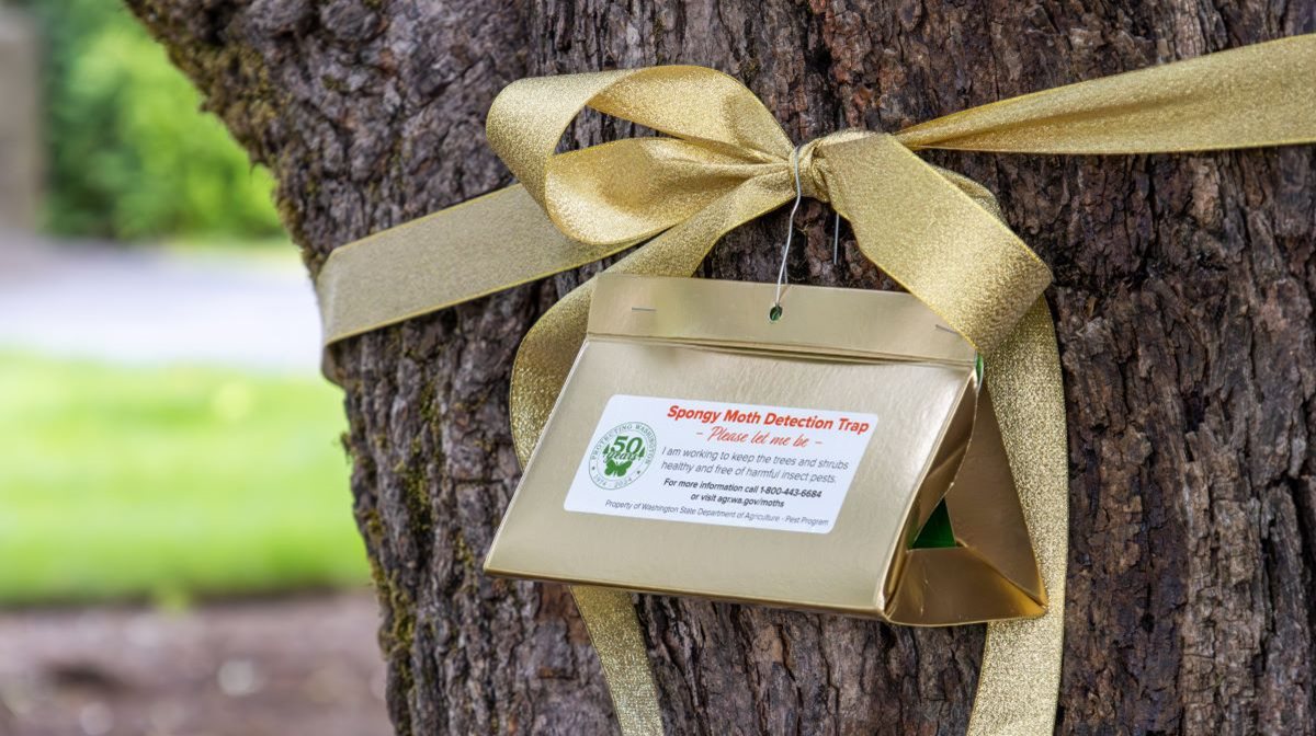 Golden triangular trap hanging on golden ribbon on tree