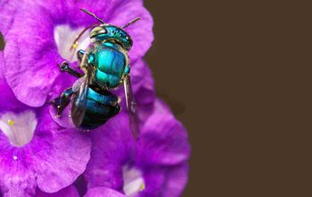Orchid bee