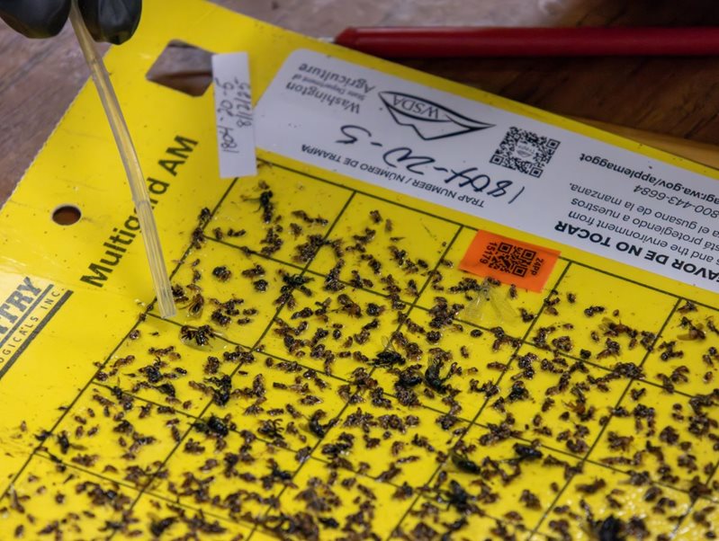 Applying solvent to release fruit fly