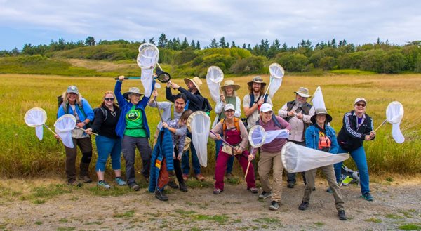 bee atlas volunteer at collection field day