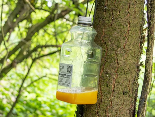 hornet trap in tree