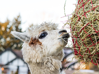 Alpaca eating hay