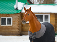 Horse with a blanket on in winter