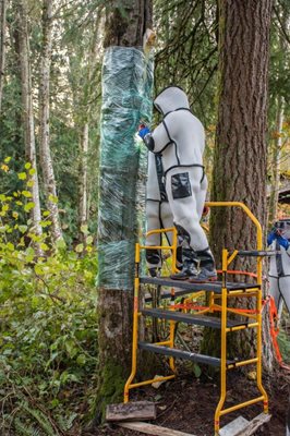Pumping carbon dioxide into the tree cavity