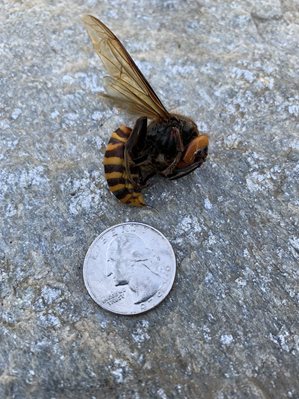 Asian giant hornet reported by Joel Nielsen
